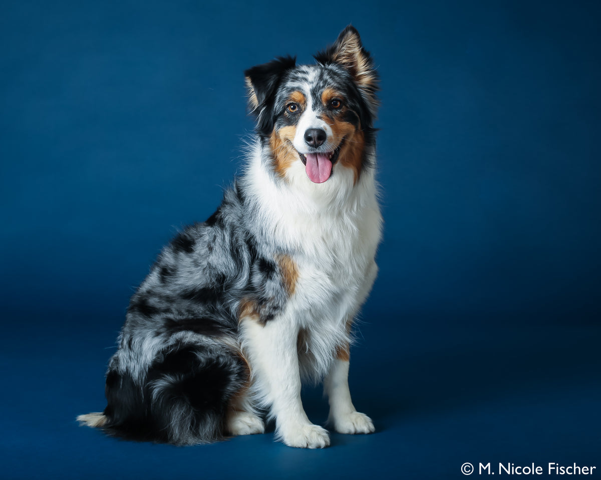 most talented dogs for film and tv