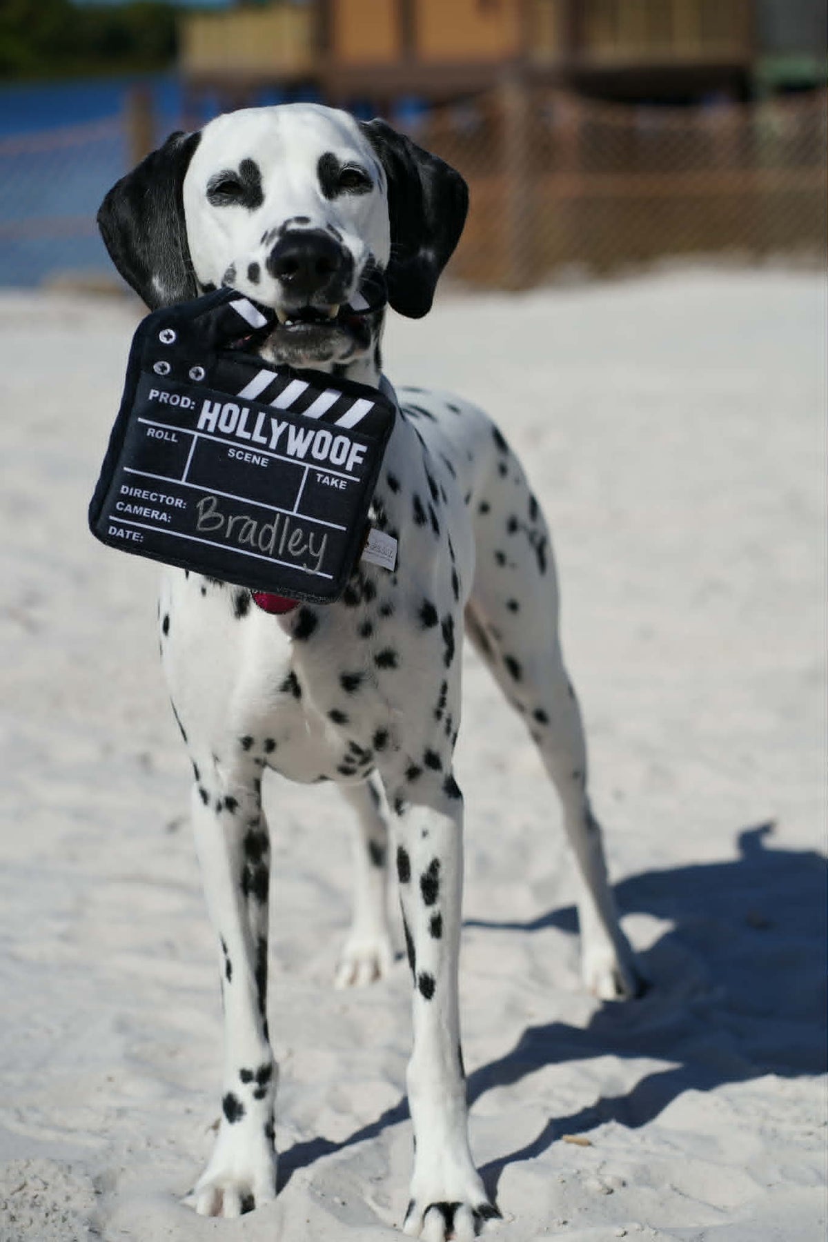 talented dogs supplied for film and television