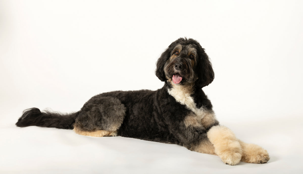 Patented dog training equipment