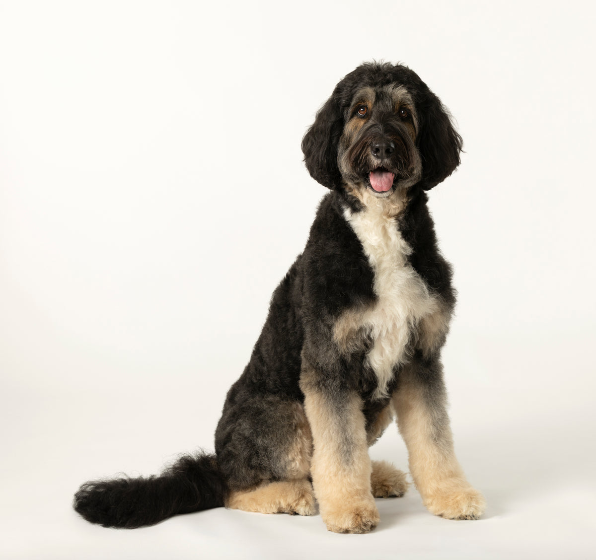 Best collar for positive reinforcement training