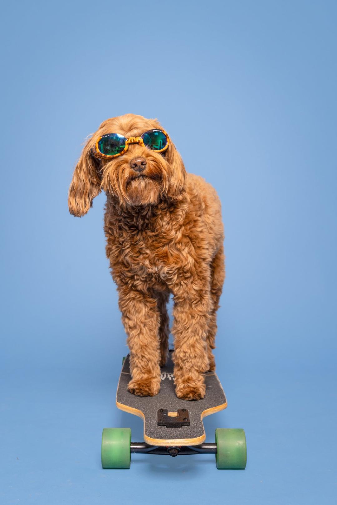 NY animal actors, Atlanta film dog trainers, East Coast animal wrangler for films