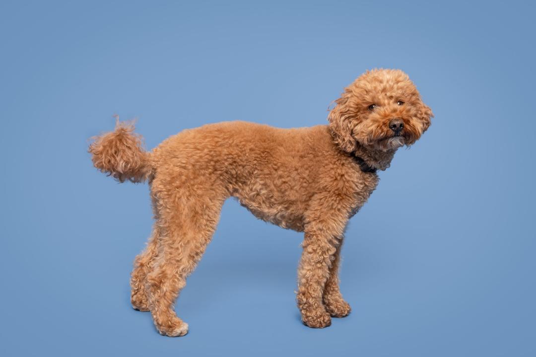 mixed breed dog trained to stand and look at camera on set of commercial for tv
