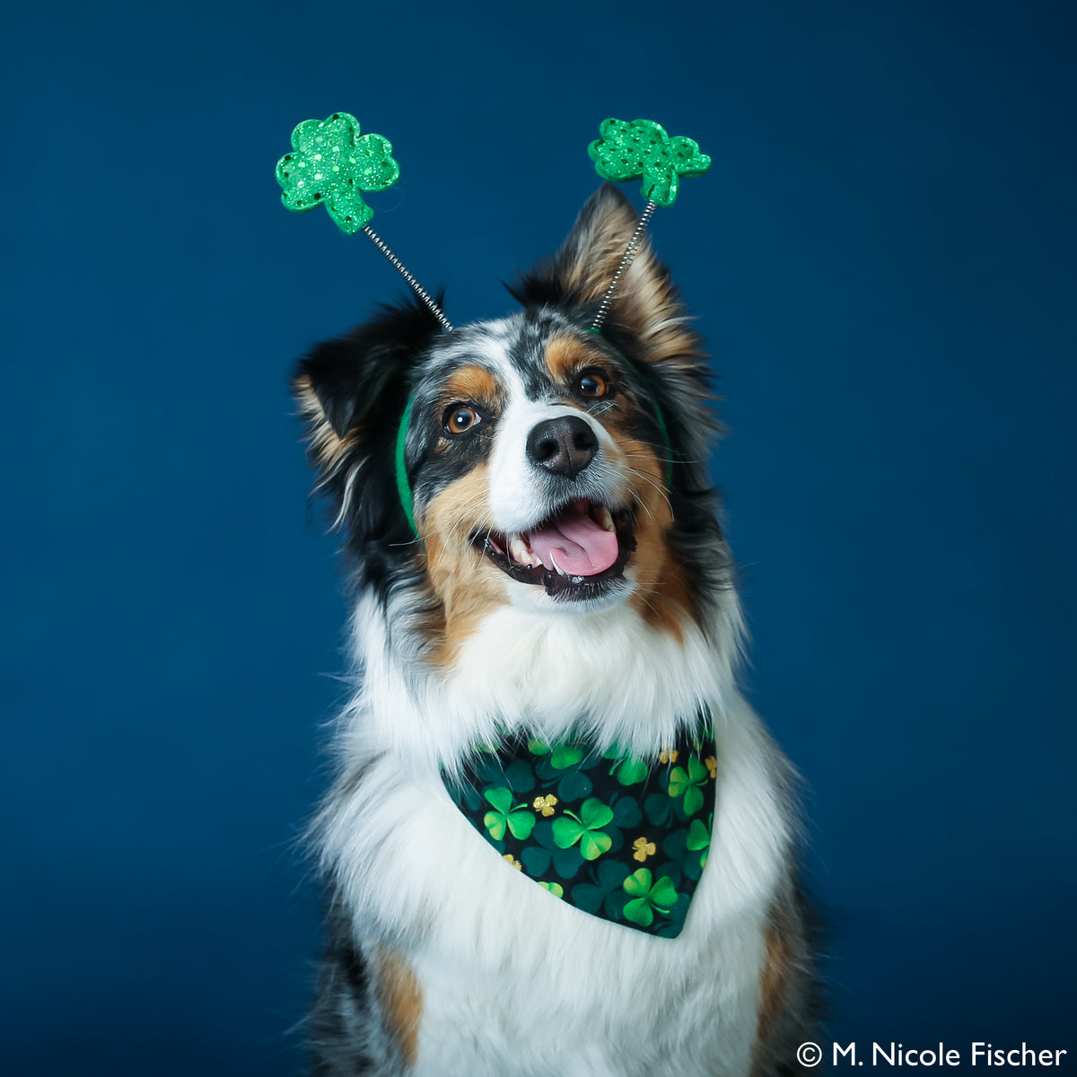 smart dogs for film and tv