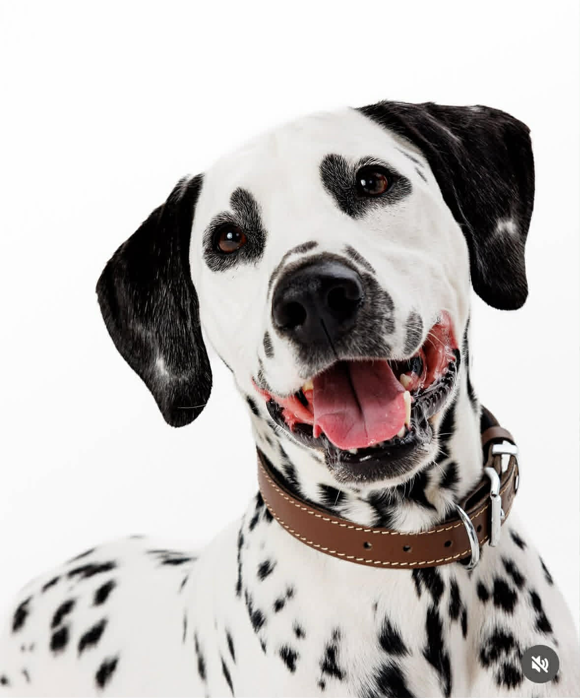animal actors supplied for film and tv 