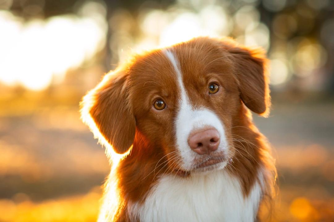 talented canines for commercials