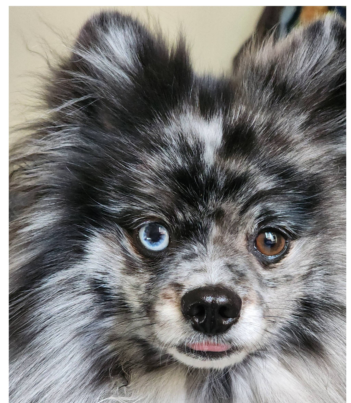 animal actor supplier, dog trainer for film