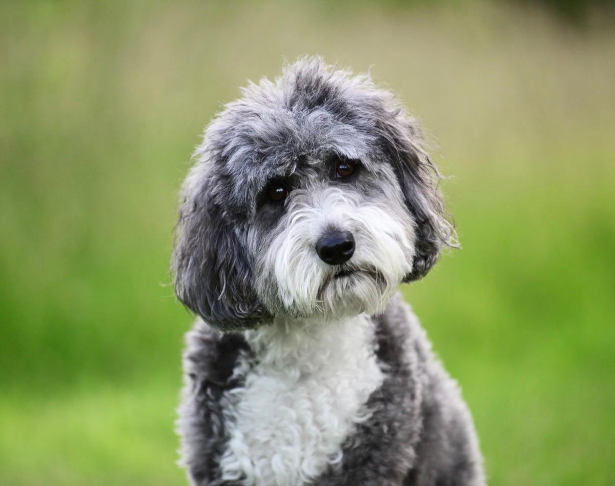 dogs for television productions, commercial animal talent for tv