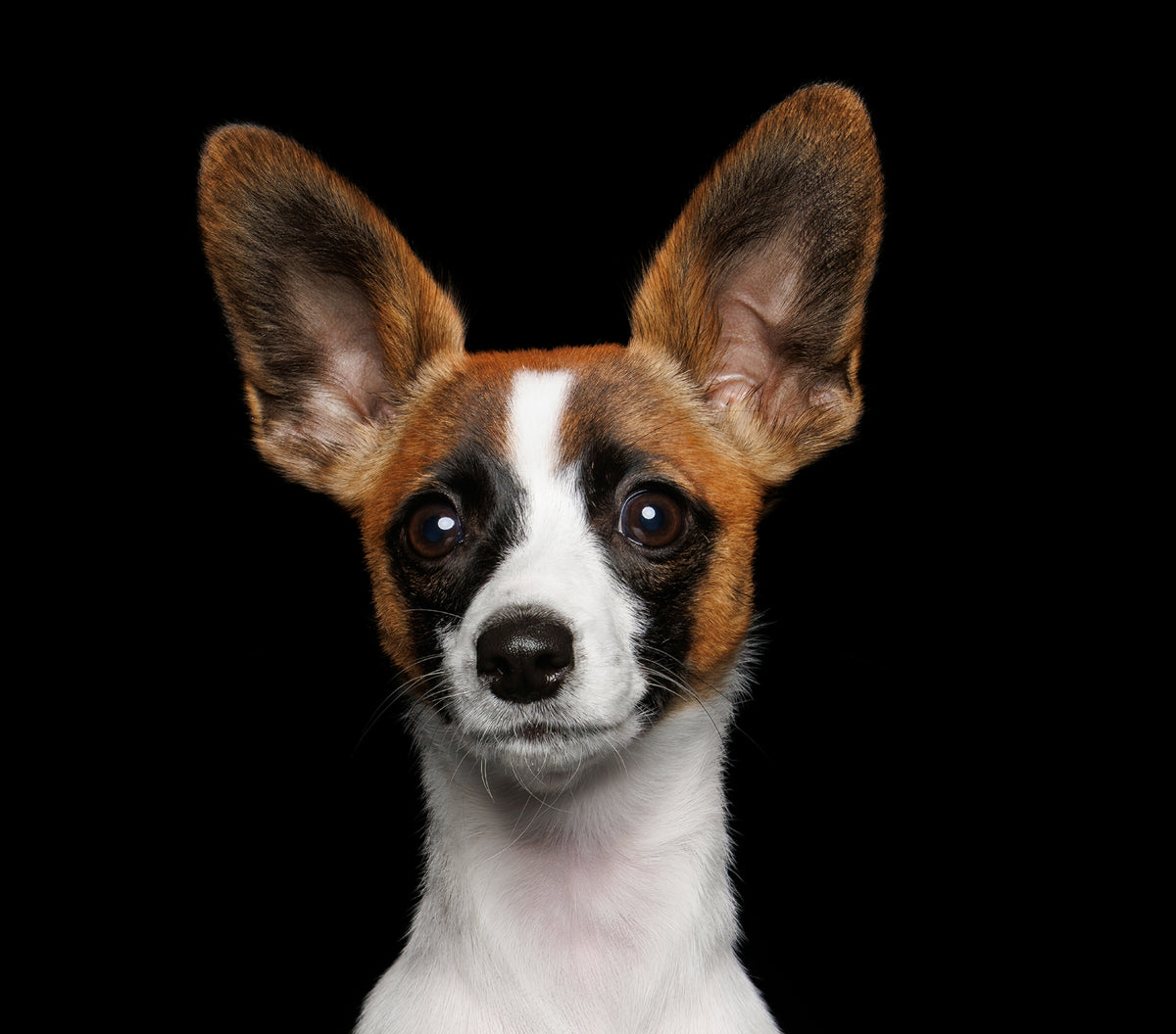 animal actors for work in florida