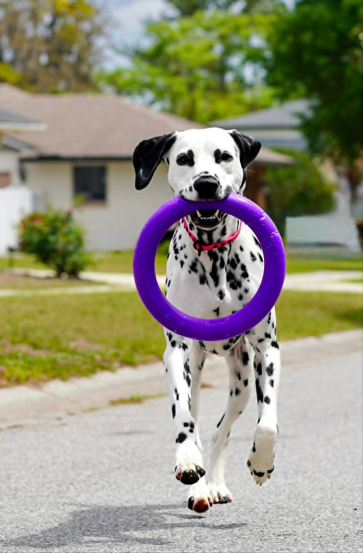 No-pull dog collar leather, gentle dog training collar