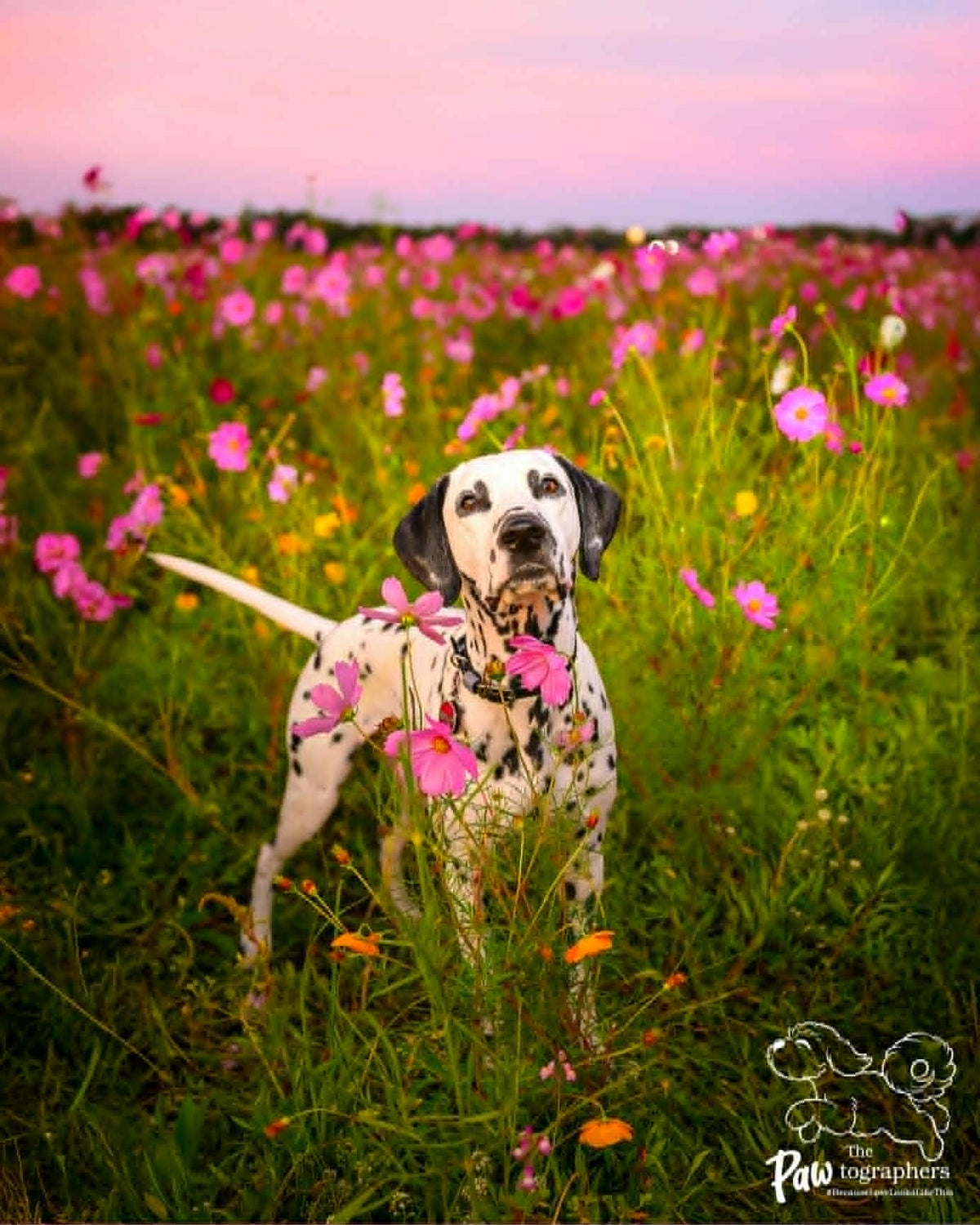 dogs for film and tv on east coast