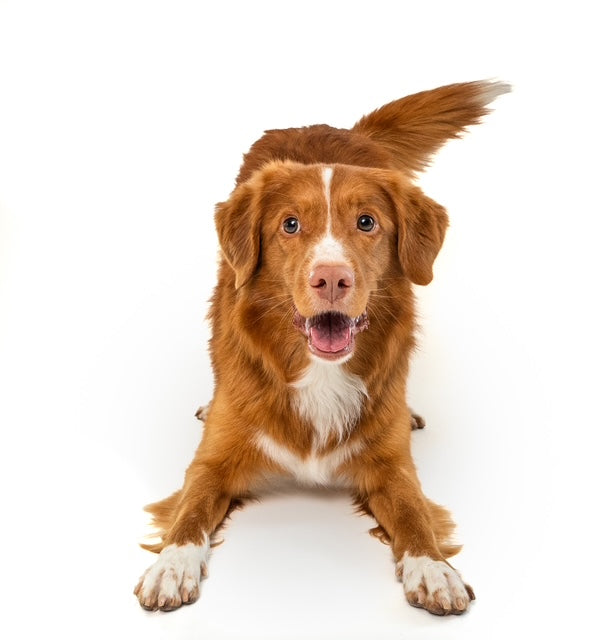 Humane alternative to prong collars