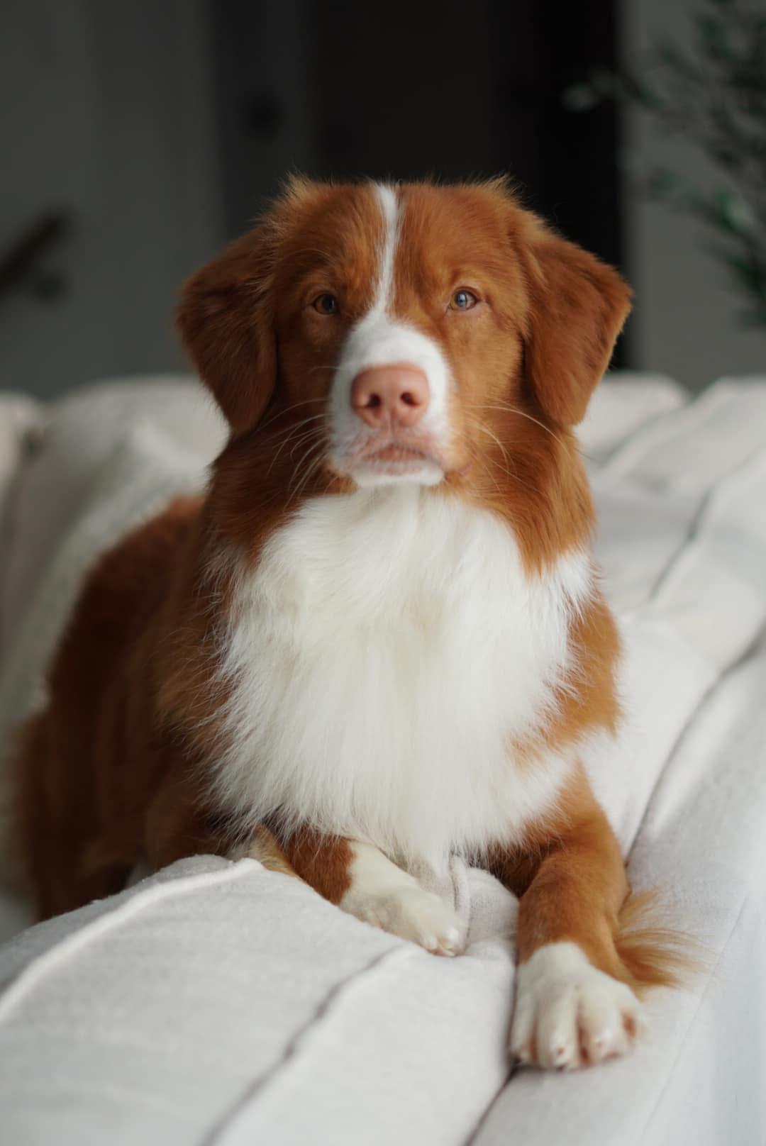 animal actors supplied for commercials