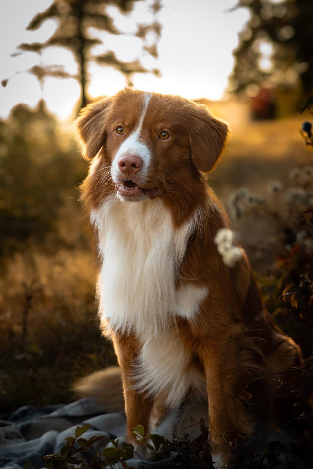 talented canines for work in florida