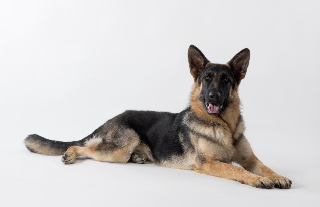 german shepherd lying down on the set of a commercial
