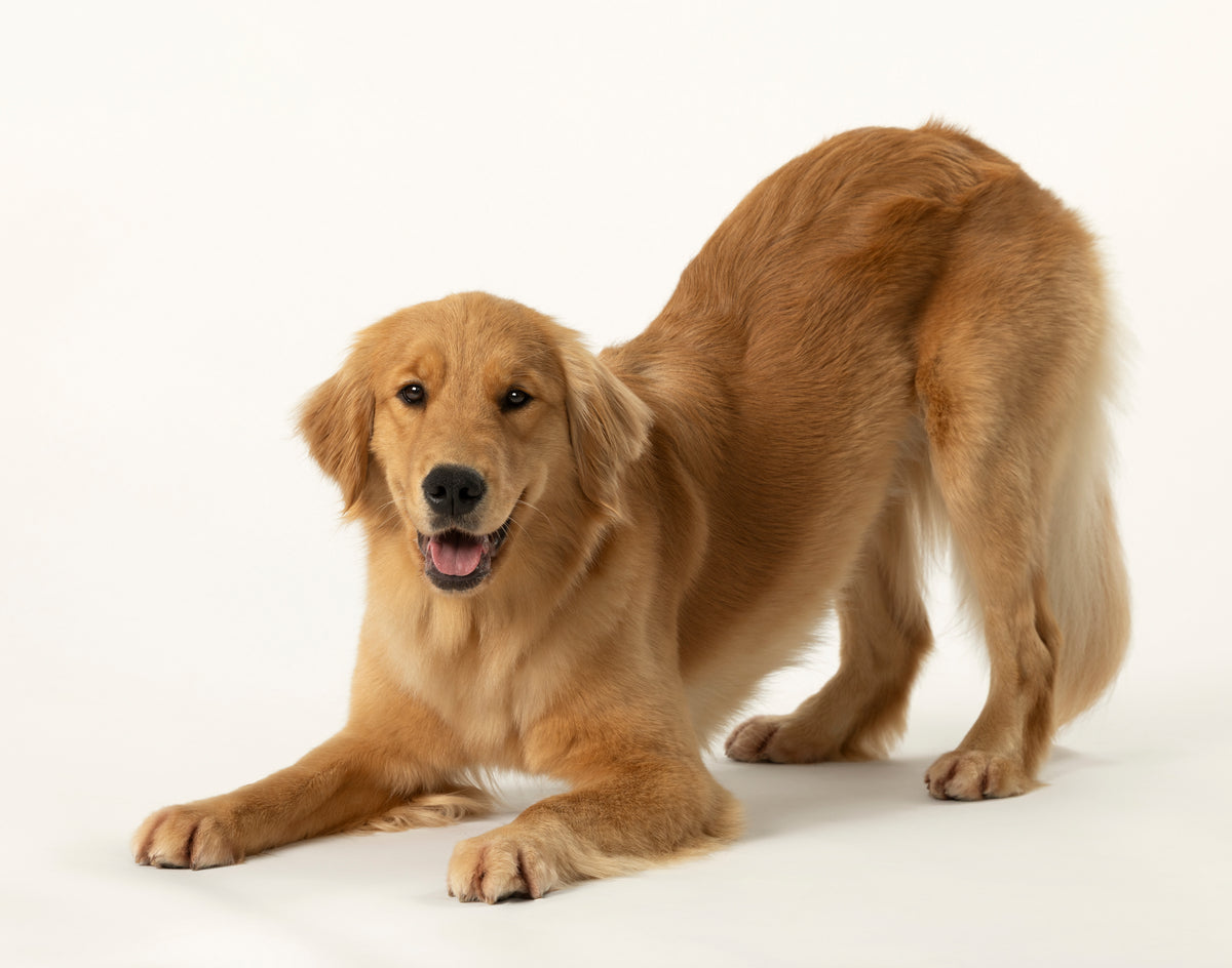 Dog pulling on leash