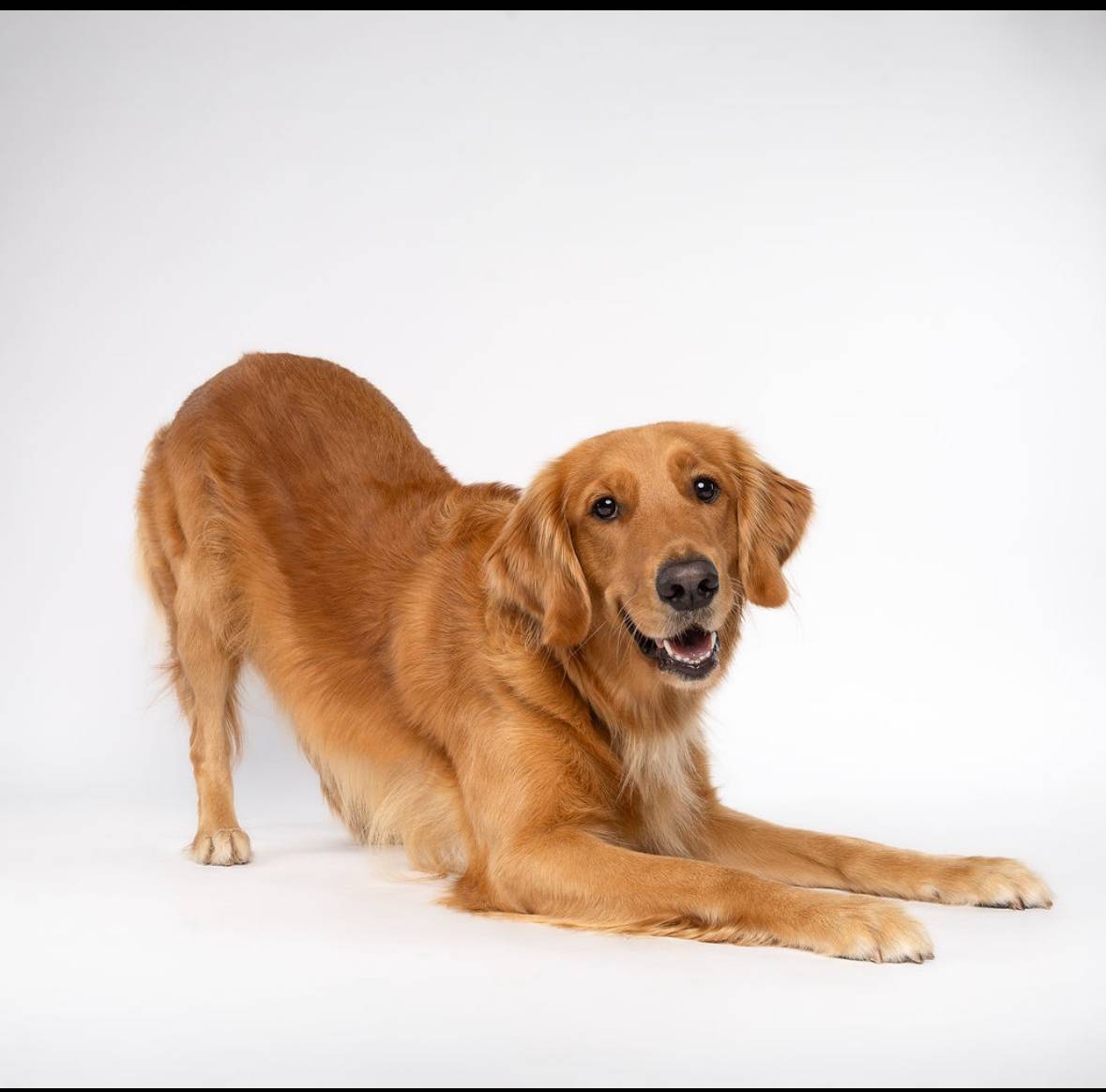 animal actors trained for commercials