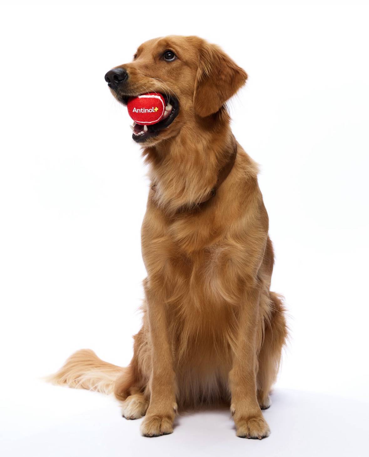 dogs supplied for commercials and tv