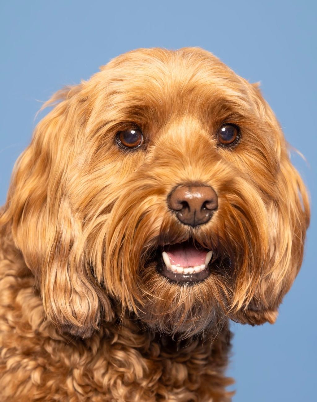 dogs for television productions, commercial animal talent for still shoots