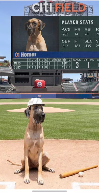 great dane trained to sit and stay with a hat on a film set