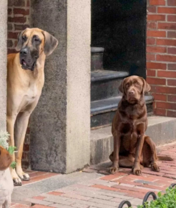 best trained dogs for film and tv