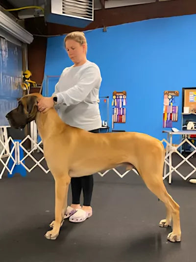 best  trained animal actors for film and tv