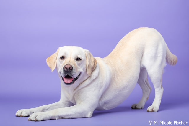 on-set dog handler, motion picture animal trainer, dogs for television productions, commercial animal talent