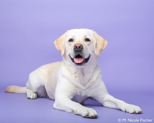 on-set dog trainer, motion picture animal trainer, dogs for television productions, commercial animal talent