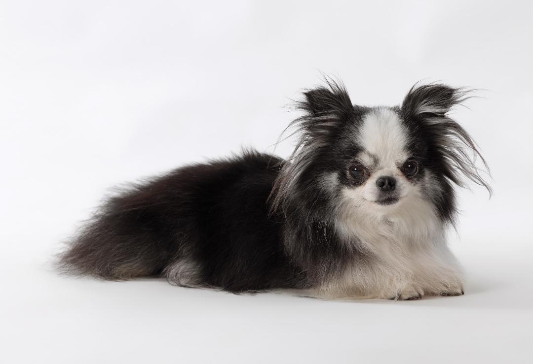 long haired chihuahua trained to lie down and stay and look at camera