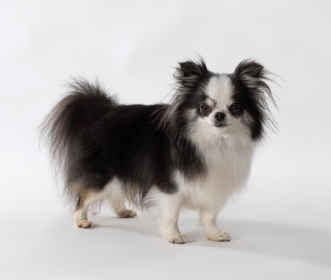 long haired chihuahua trained to stand and stay and look at camera