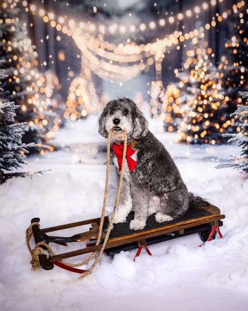 dogs for television productions, commercial animal talent for tv productions