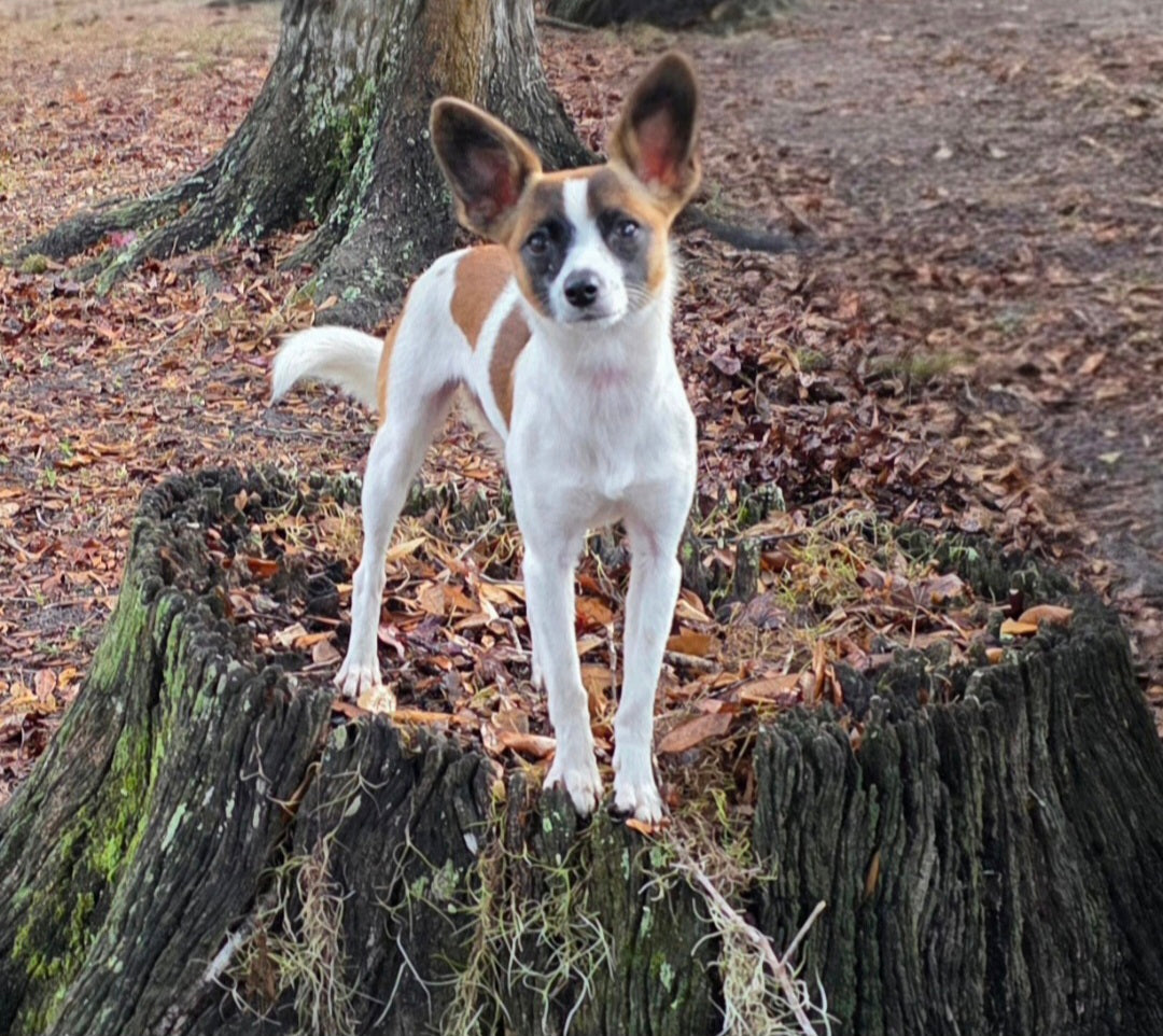dogs for television productions, commercial animal talent for film and tv