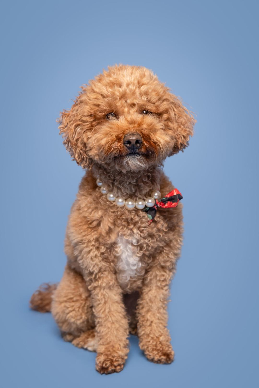 NY animal actors, Atlanta film dog trainers, East Coast animal wrangler for film and tv