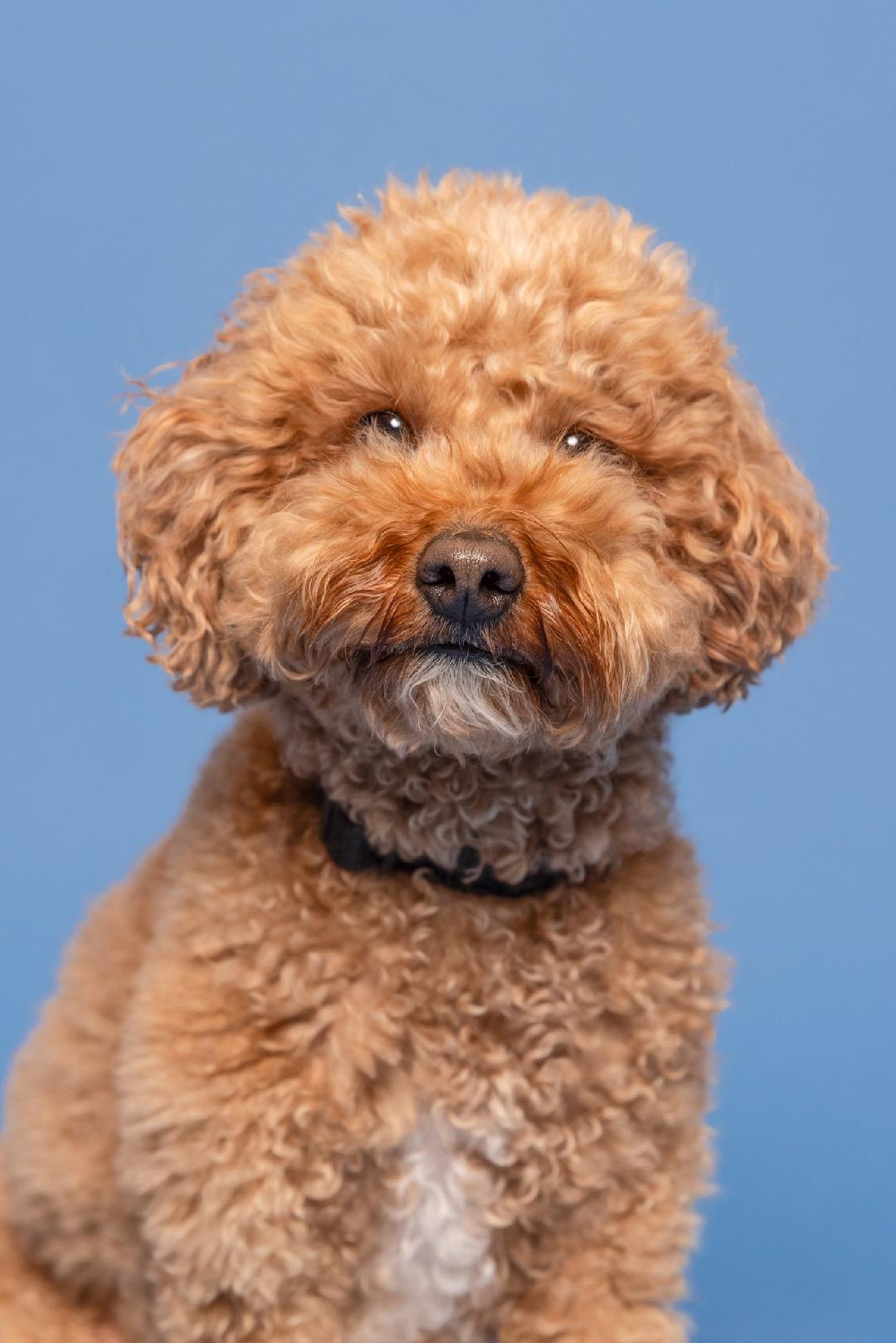 NY animal actors, Atlanta film dog trainers, East Coast animal wrangler for movies