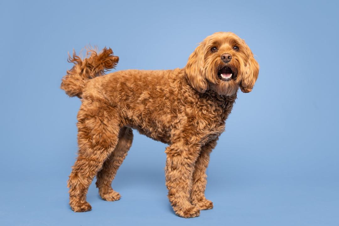 NY animal actors, Atlanta film dog trainers, East Coast animal wrangler for commercials