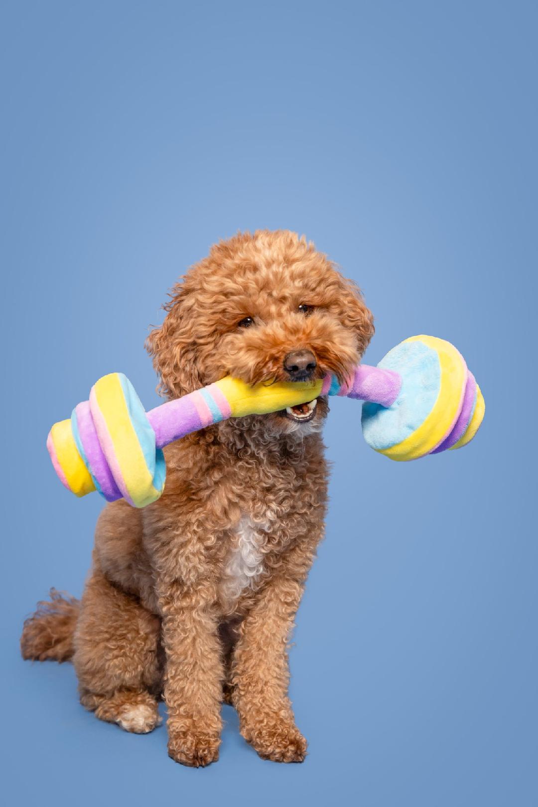 NY animal actors, Atlanta film dog trainers, East Coast animal wrangler for commercials