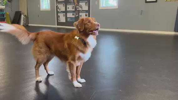 dogs for television productions, commercial animal talent