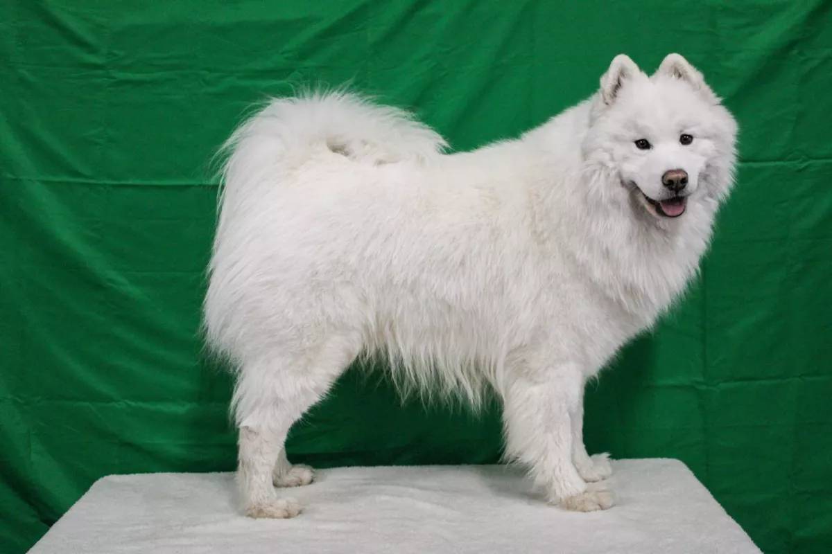 NY animal actors, Atlanta film dog trainers, East Coast and animal wranglers
