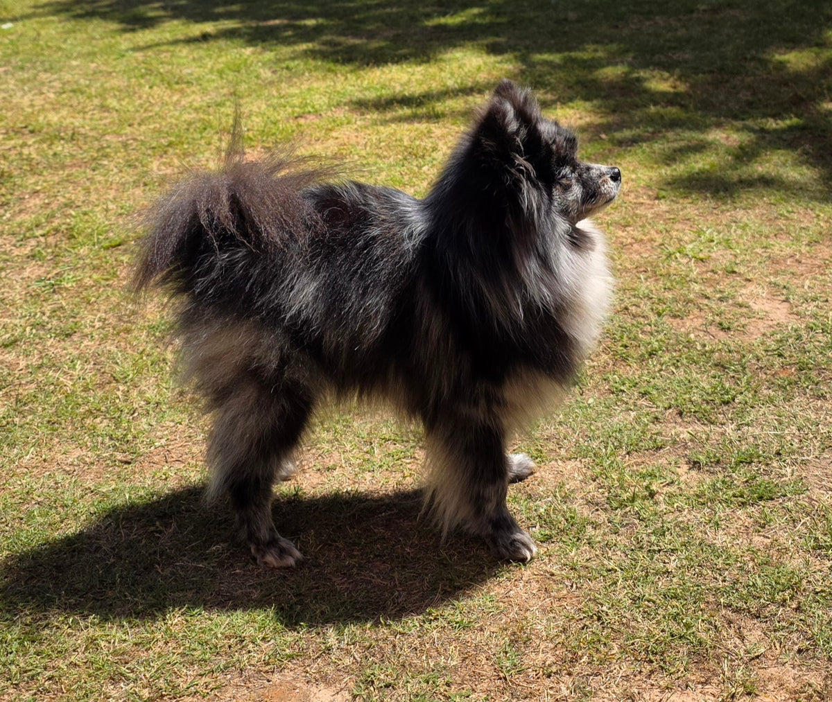 animal actor supplier and dog trainer for film