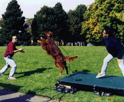 learn how to be a commercial animal trainer
